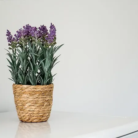 Alvorferias Premium * Alvor