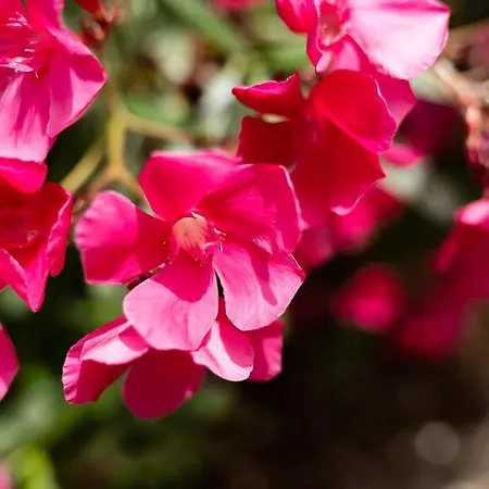 Alvorferias Premium Apartamento Alvor