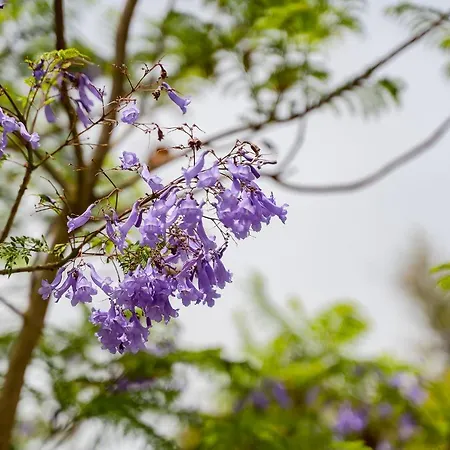 Alvorferias Premium * Alvor