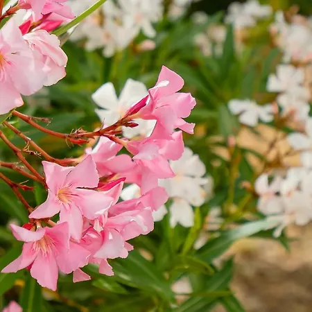 Alvorferias Premium * Alvor